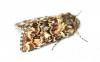 Anarta myrtilli